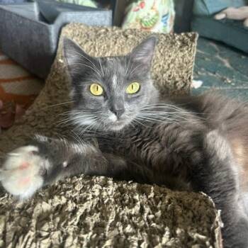 Rescue Domestic Short Hair Cats for Adoption in Los Angeles, California - Vega | PetCurious