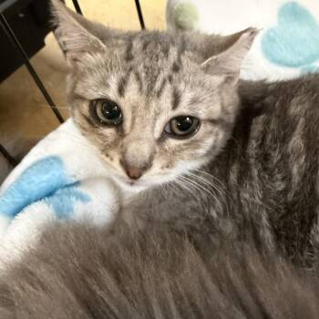 Domestic Medium Hair Cats Available for Adoption - Lucky | PetCurious