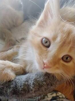 Domestic Medium Hair Cats Available for Adoption in Manassas, Virginia - Dwight (ID 50423/619) | PetCurious