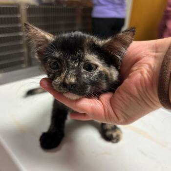Slushie -  Domestic Medium Hair Cat for Adoption in Ottawa, Kansas - Slushie | PetCurious