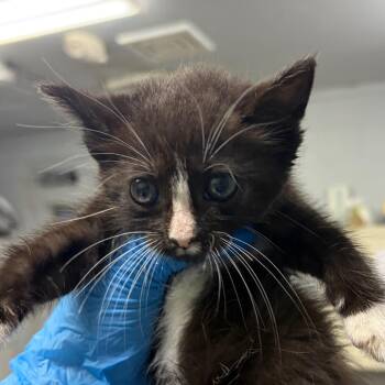 Dollface -  Domestic Medium Hair Cat for Adoption in Summerville, South Carolina - Dollface | PetCurious