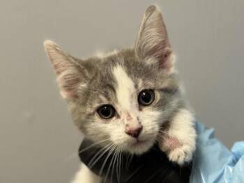 Domestic Short Hair Cats Available for Adoption in Portland, Oregon - Glossy | PetCurious