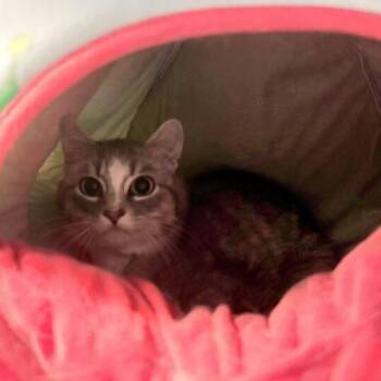 Domestic Short Hair Cats Available for Adoption in Davenport, Iowa - Ricky Bobby | PetCurious