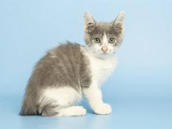 TACO -  Domestic Short Hair Cat for Adoption in Phoenix, Arizona - TACO | PetCurious