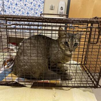 A612030 -  Domestic Short Hair Cat for Adoption in Modesto, California - A612030 | PetCurious