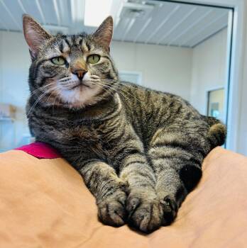 Rescue Domestic Short Hair Cats for Adoption in Fremont, Ohio - Pasta | PetCurious