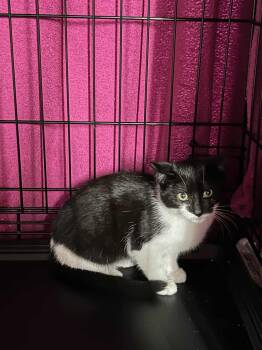 Rescue Domestic Short Hair Cats for Adoption - Eclipse | PetCurious
