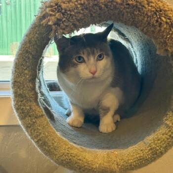 Domestic Short Hair Cats Available for Adoption in Talent, Oregon - Titan (10) | PetCurious