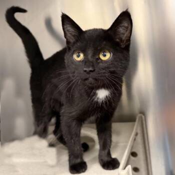 Domestic Short Hair Cats Available for Adoption - Dylan | PetCurious