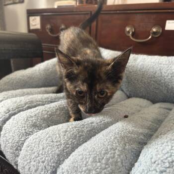 Fortune 26-071 -  Domestic Short Hair Cat for Adoption in Little Rock, Arkansas - Fortune 26-071 | PetCurious
