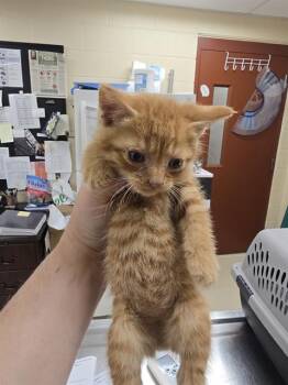 ROOTER -  Domestic Short Hair Cat for Adoption in Aliquippa, Pennsylvania - ROOTER | PetCurious