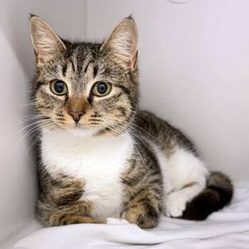 Domestic Short Hair Cats Available for Adoption - Drizella | PetCurious