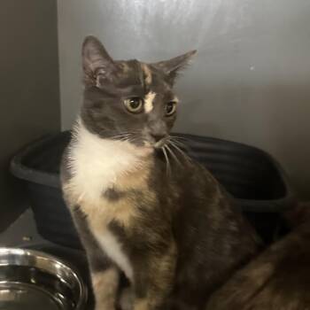 Janis -  American Shorthair Cat for Adoption in Newberg, Oregon - Janis | PetCurious