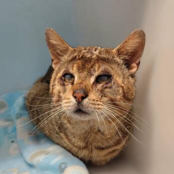 Domestic Short Hair Cats Available for Adoption in Gloucester, Virginia - Barnaby | PetCurious