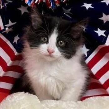Domestic Medium Hair Cats Available for Adoption in Green Valley, Arizona - Kinky Boots | PetCurious