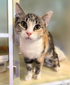 Sierra -  Domestic Short Hair Cat for Adoption in Seville, Ohio - Sierra | PetCurious