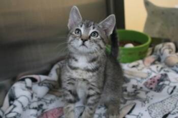 Rescue Domestic Short Hair Cats for Adoption in Brunswick, Georgia - Reid | PetCurious