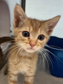 Talbert -  Domestic Short Hair Cat for Adoption in Cottonwood, Arizona - Talbert | PetCurious