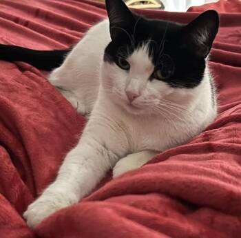 Ava Marie -  Domestic Short Hair Cat for Adoption - Ava Marie | PetCurious