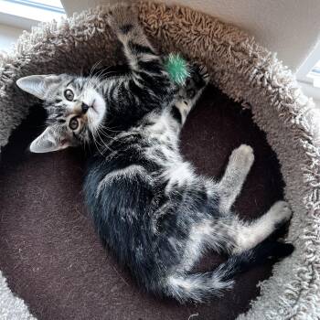 Domestic Short Hair Cats Available for Adoption in Bentonville, Arkansas - Doc Boy | PetCurious