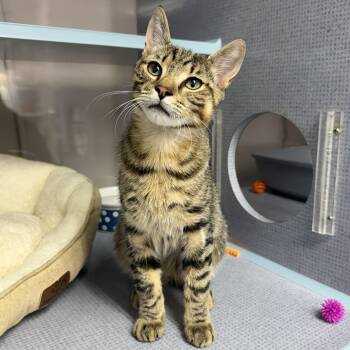 Memphis -  Domestic Short Hair Cat for Adoption in West Milford, New Jersey - Memphis | PetCurious