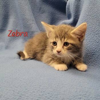Zebra -  Domestic Short Hair Cat for Adoption in Parkersburg, West Virginia - Zebra | PetCurious