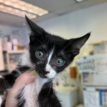 Privet 30 -  Domestic Short Hair Cat for Adoption in Austin, Texas - Privet 30 | PetCurious