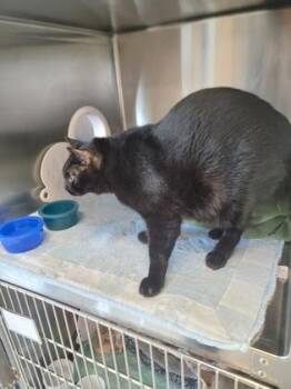 Taurus -  Domestic Short Hair Cat for Adoption in Fergus Falls, Minnesota - Taurus | PetCurious