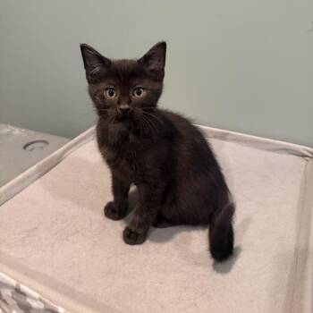 Rocket -  Domestic Short Hair Cat for Adoption in Chaska, Minnesota - Rocket | PetCurious