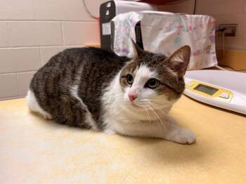 POTTER -  Domestic Short Hair Cat for Adoption in Colorado Springs, Colorado - POTTER | PetCurious
