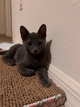 Maisie -  Domestic Short Hair Cat for Adoption in Alafaya, Florida - Maisie | PetCurious