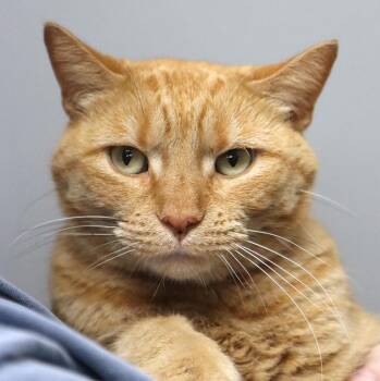 Sally (AO28182) -  Domestic Short Hair Cat for Adoption in Kansas City, Kansas - Sally (AO28182) | PetCurious