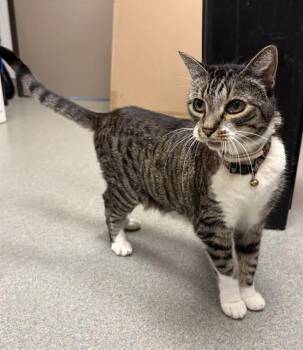 BUNNY -  Domestic Short Hair Cat for Adoption in Ontario, California - BUNNY | PetCurious