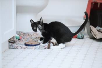 Rescue Domestic Short Hair Cats for Adoption in New York, New York - Drama | PetCurious