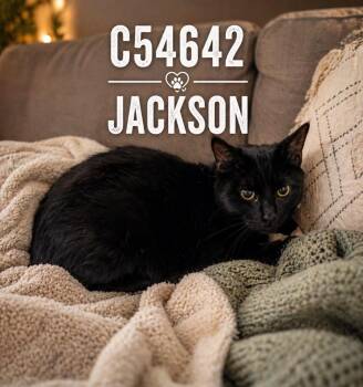 Domestic Short Hair Cats Available for Adoption in Clarksville, Tennessee - Jackson | PetCurious