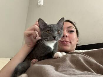 Ferrari -  Domestic Short Hair Cat for Adoption in Alafaya, Florida - Ferrari | PetCurious
