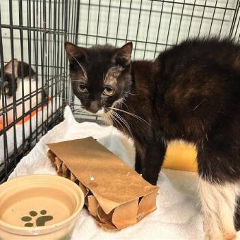 Packer -  Domestic Short Hair Cat for Adoption in Freeport, Florida - Packer | PetCurious