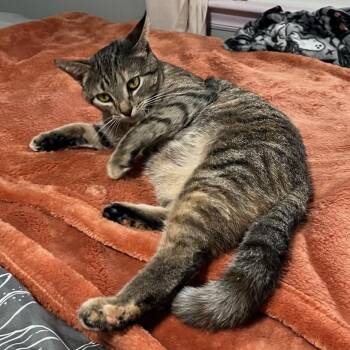 Tabby and Tortoiseshell Cats Available for Adoption - Mama Kitty (courtesy Post) | PetCurious