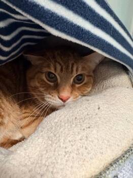 Domestic Short Hair Cats Available for Adoption in Morgantown, Kentucky - Murdock | PetCurious