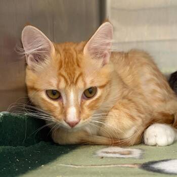 Marmalade -  Domestic Short Hair Cat for Adoption in Cumming, Georgia - Marmalade | PetCurious