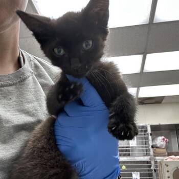 Niblet 26-06-044 -  Domestic Short Hair Cat for Adoption in Bastrop, Texas - Niblet 26-06-044 | PetCurious