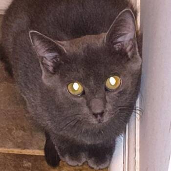 Carson Drew -  Russian Blue Cat for Adoption in Knoxville, Tennessee - Carson Drew | PetCurious