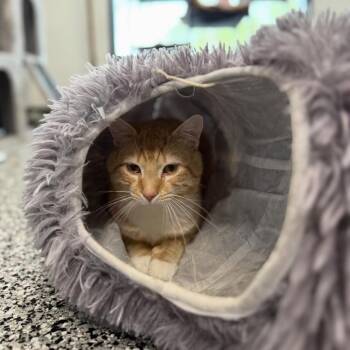 Truman -  Domestic Short Hair Cat for Adoption in Cortland, Ohio - Truman | PetCurious