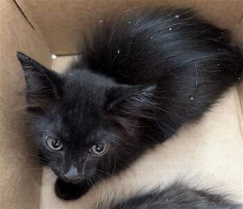 RAMEN -  Domestic Short Hair Cat for Adoption in Dallas, Texas - RAMEN | PetCurious