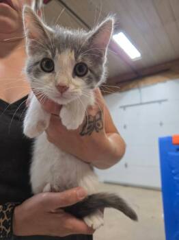 Toasted Almond -  Domestic Short Hair Cat for Adoption in Cloquet, Minnesota - Toasted Almond | PetCurious