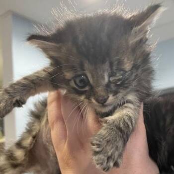 Domestic Medium Hair Cats Available for Adoption in Port Charlotte, Florida - Donnie | PetCurious
