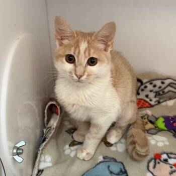 Goosling -  Domestic Short Hair Cat for Adoption in Salt Lake City, Utah - Goosling | PetCurious
