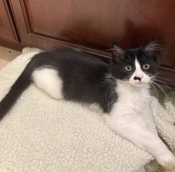 CUCUMBER SANDWICH -  Domestic Long Hair Cat for Adoption in Boston, Massachusetts - CUCUMBER SANDWICH | PetCurious