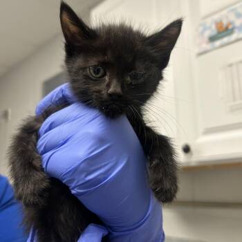 Pitch Black -  Domestic Short Hair Cat for Adoption in Greenville, South Carolina - Pitch Black | PetCurious