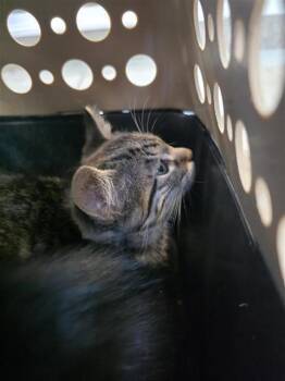 ILLUMI -  Domestic Short Hair Cat for Adoption in San Antonio, Texas - ILLUMI | PetCurious